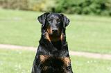 BEAUCERON 854